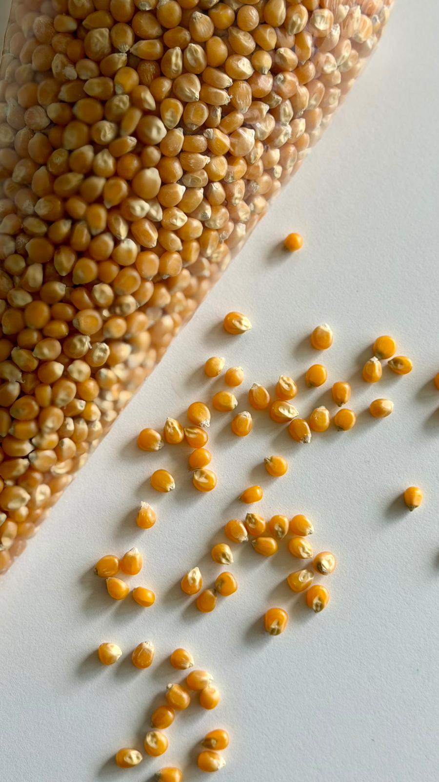 Popcorn Kernels “Mushroom” 1 kg - Image 2